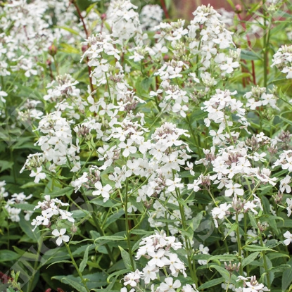 Picture of Honesty - White